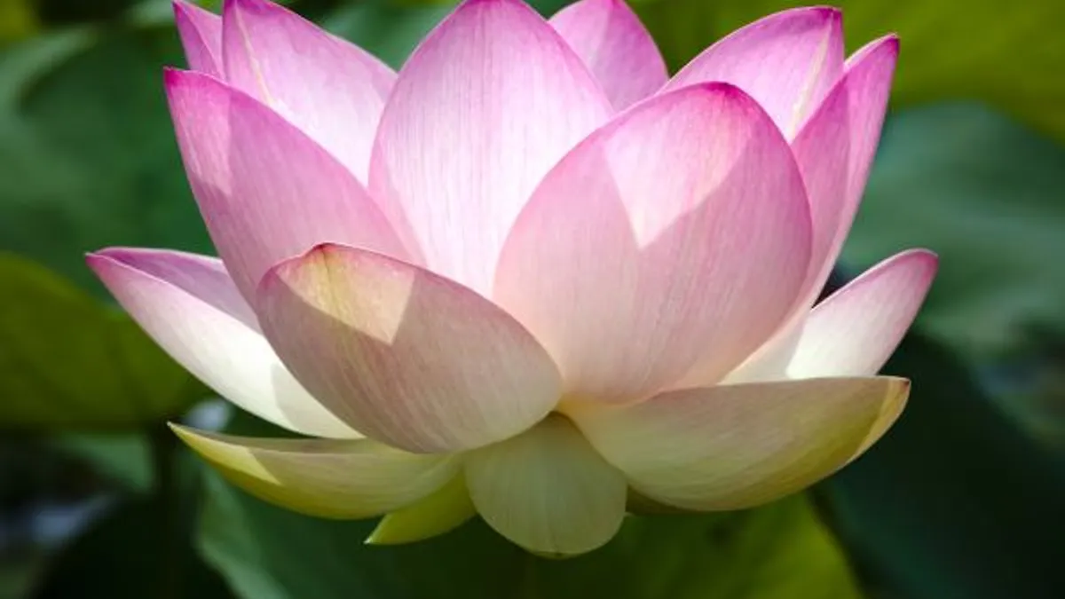 Franquicia Flores para Todos - Servicios a Domicilio y Empresas - ZonaFranquicia