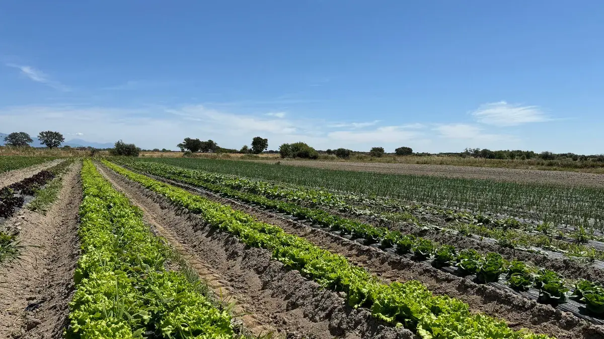 Franquicia Supernormal - Alimentación y Supermercados - ZonaFranquicia